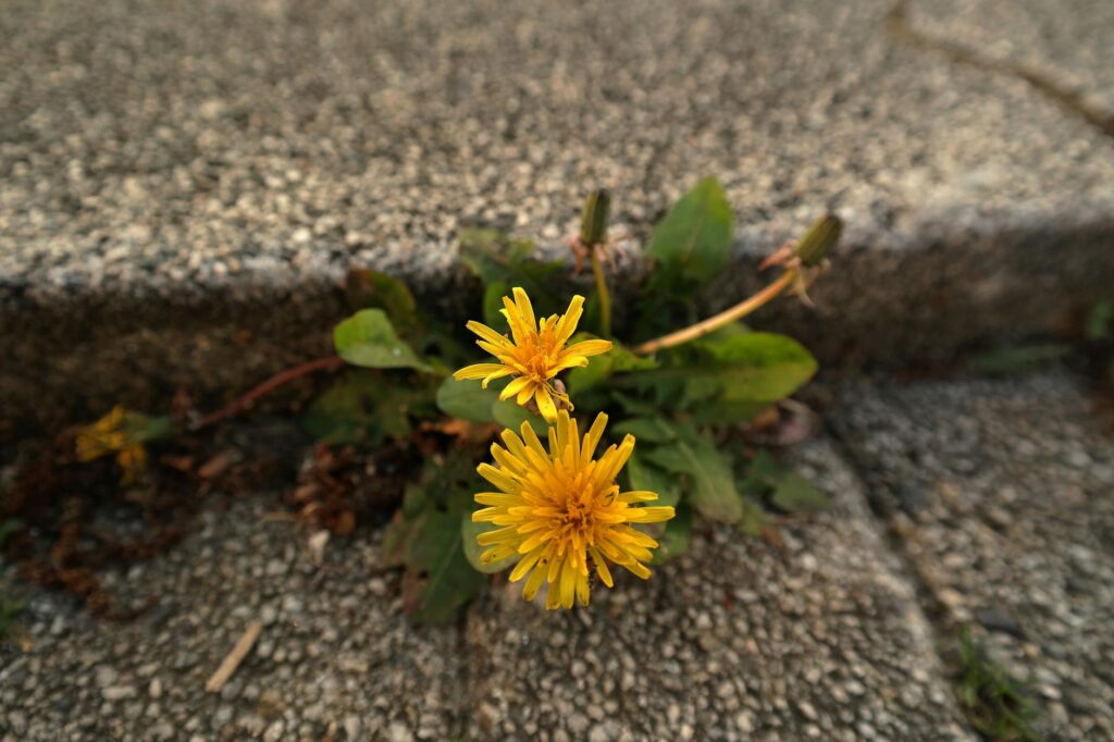 selective focus photography of yellow dandelion flowers