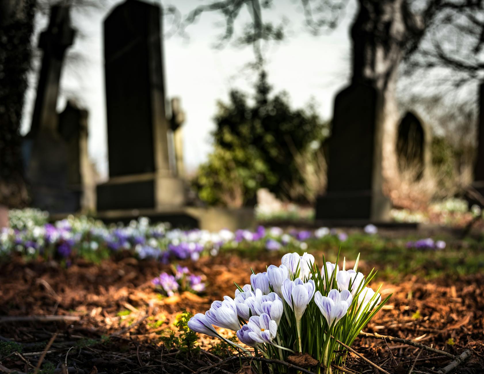 purple crocus in bloom during daytime