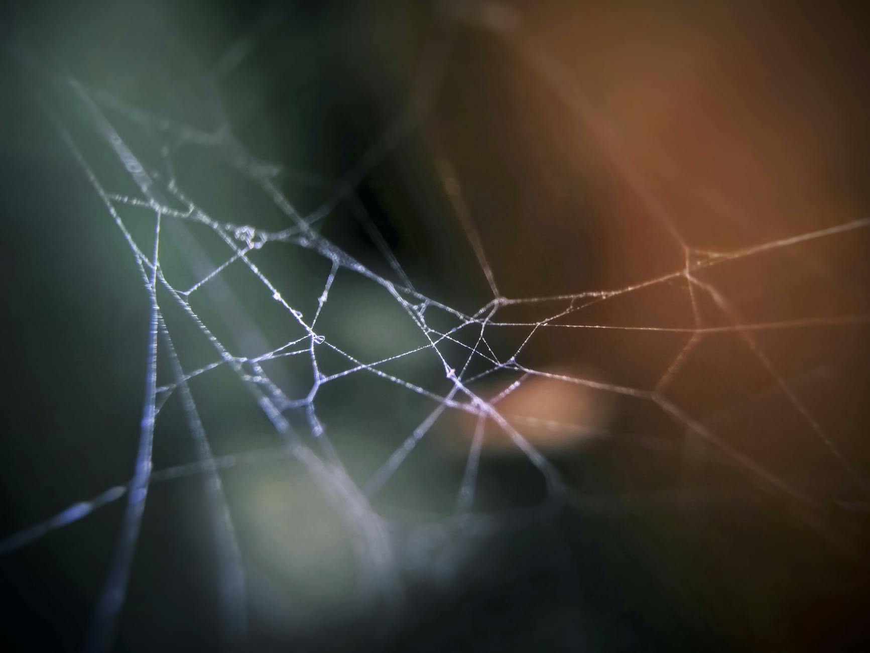 cob web in close up photography